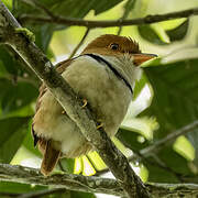 Collared Puffbird
