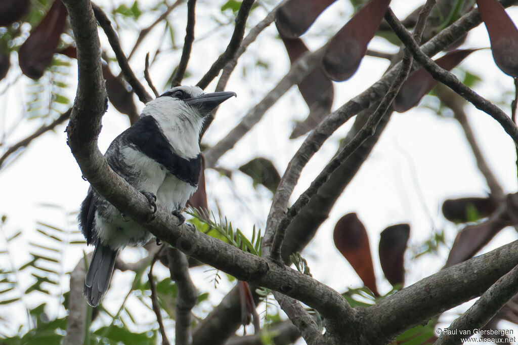 White-necked Puffbirdadult