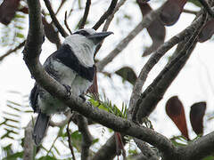 White-necked Puffbird