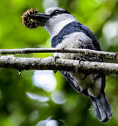 White-necked Puffbird