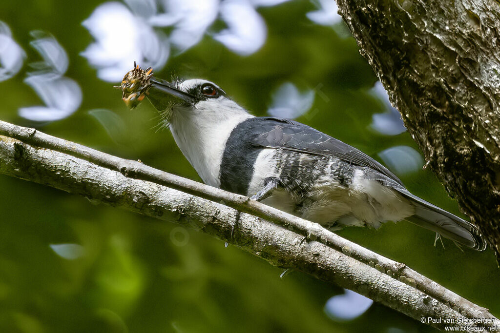 Tamatia à front blanc