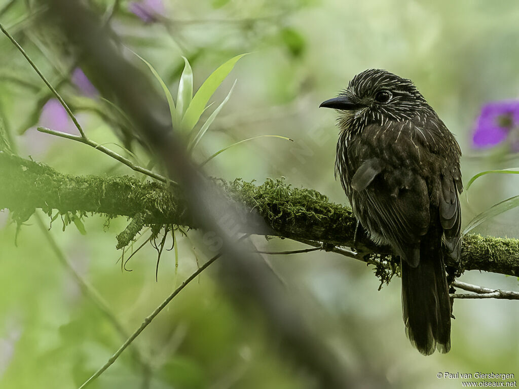 Black-streaked Puffbirdadult