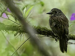 Black-streaked Puffbird