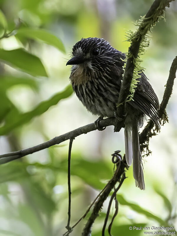 Black-streaked Puffbirdadult