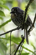 Black-streaked Puffbird