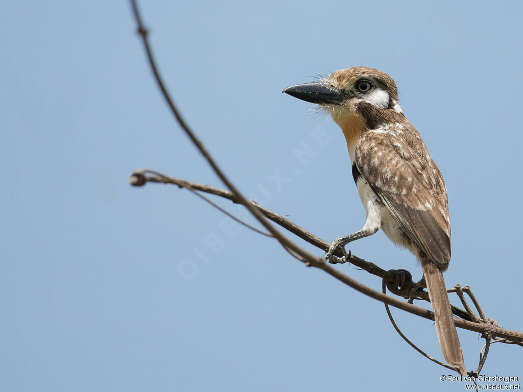 Russet-throated Puffbirdadult