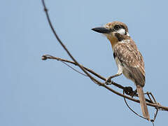 Russet-throated Puffbird