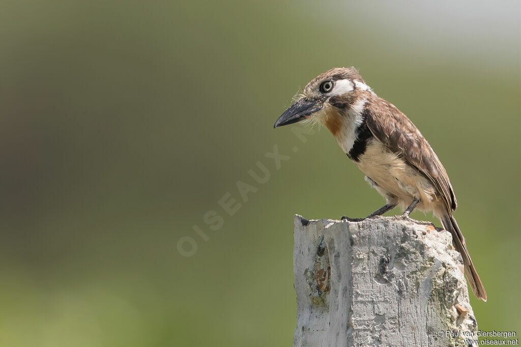 Russet-throated Puffbirdadult