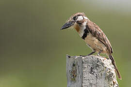 Russet-throated Puffbird