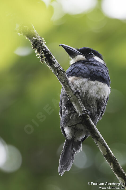 Black-breasted Puffbirdadult