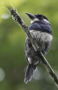 Black-breasted Puffbird