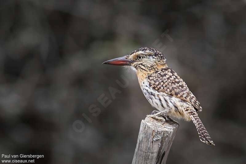 Chaco Puffbirdadult, identification