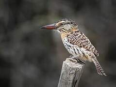 Chaco Puffbird