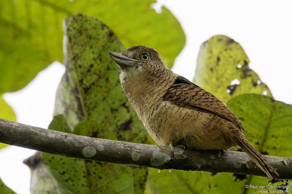Barred Puffbirdadult