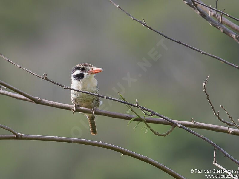 White-eared Puffbird