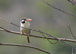 White-eared Puffbird