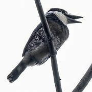 Brown-banded Puffbird