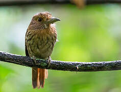 White-whiskered Puffbird