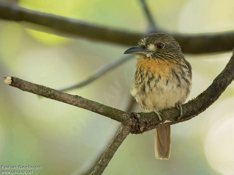 White-whiskered Puffbird female adult, close-up portrait