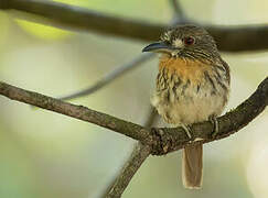 White-whiskered Puffbird