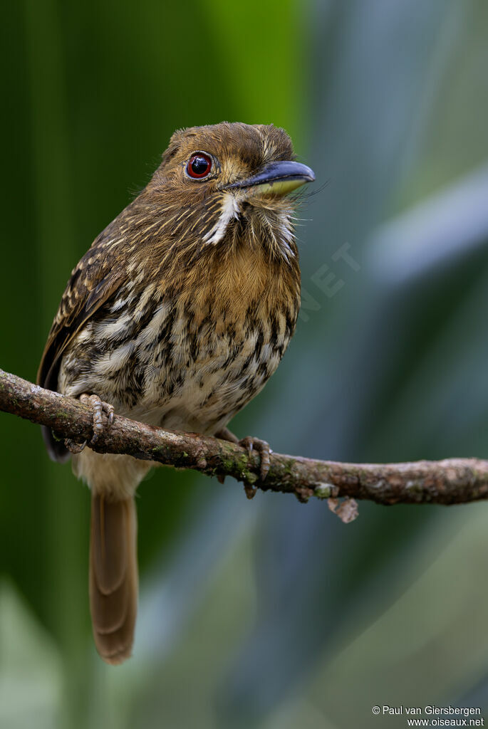 Tamatia de Lafresnaye