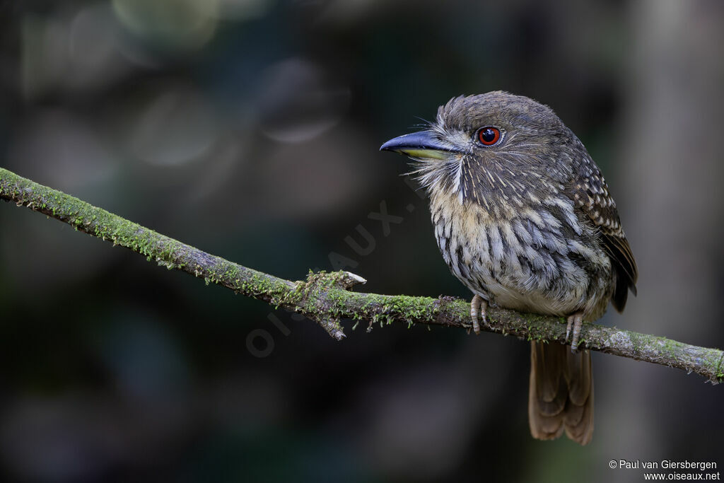 Tamatia de Lafresnaye