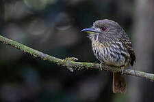 Tamatia de Lafresnaye