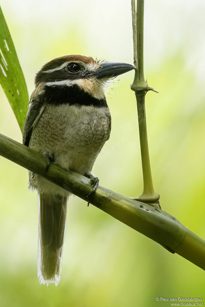 Tamatia macrodactyleadulte