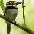 Tamatia macrodactyle