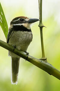 Tamatia macrodactyle