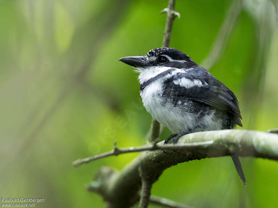 Pied Puffbirdadult, identification