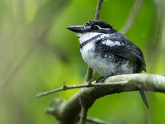 Pied Puffbird