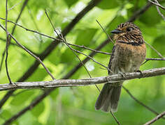 Crescent-chested Puffbird