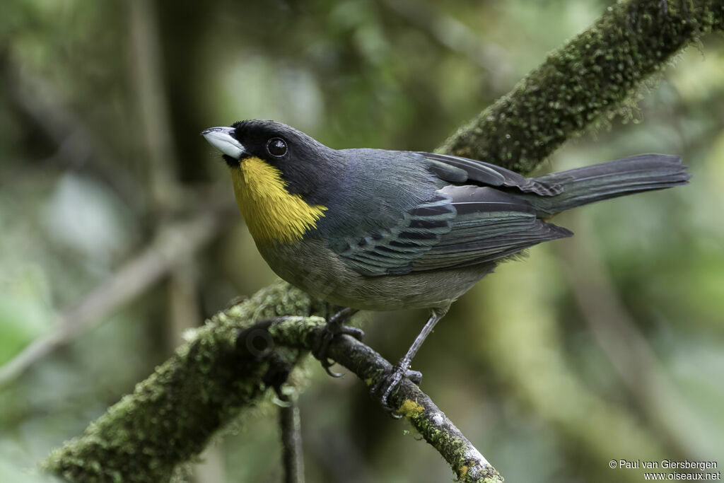 Yellow-throated Tanageradult