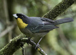 Yellow-throated Tanager