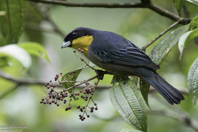 Tangara à bavette jaune adulte pava318446