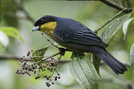 Yellow-throated Tanager