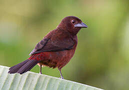 Silver-beaked Tanager