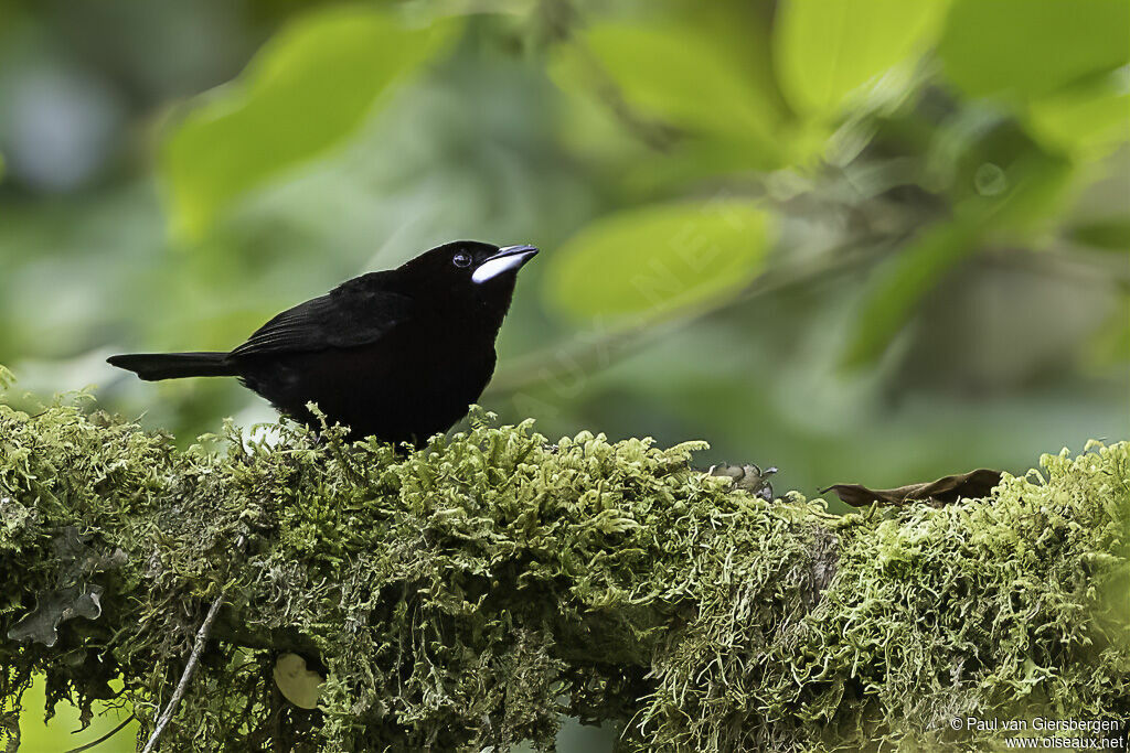 Silver-beaked Tanager male adult