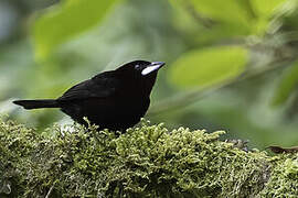 Silver-beaked Tanager