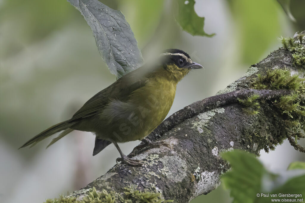 Black-capped Hemispingusadult