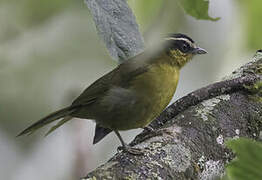 Black-capped Hemispingus