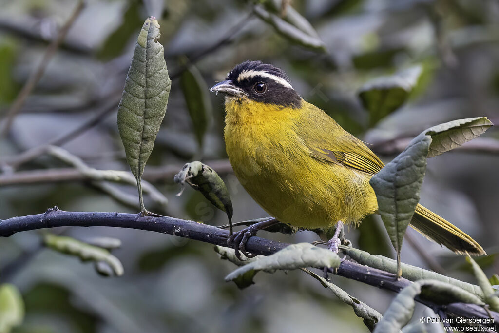 Tangara à calotte noire