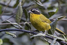 Tangara à calotte noire