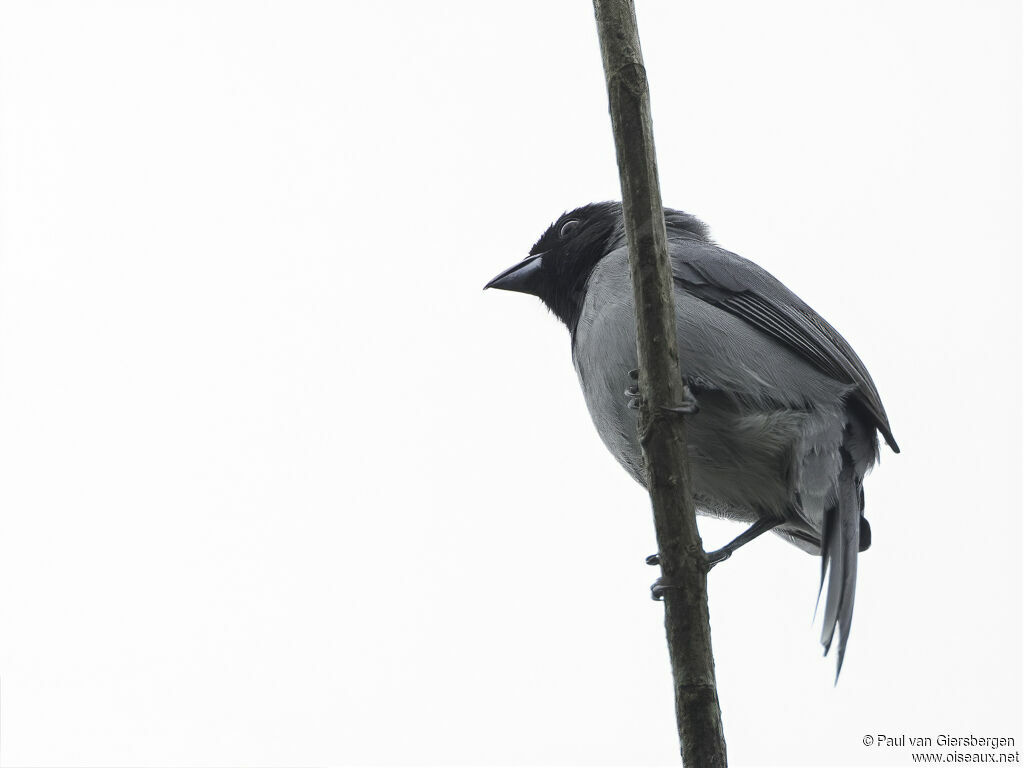 Black-faced Tanageradult