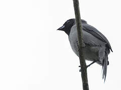 Black-faced Tanager