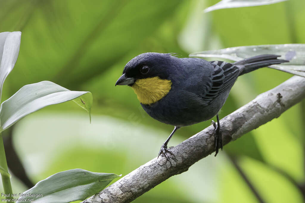 Purplish-mantled Tanageradult, close-up portrait