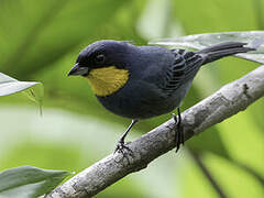 Purplish-mantled Tanager