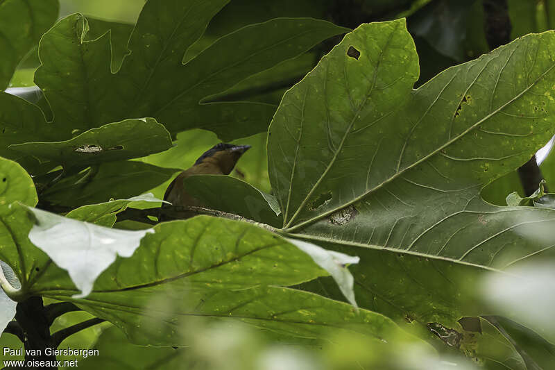 Rufous-crested Tanageradult