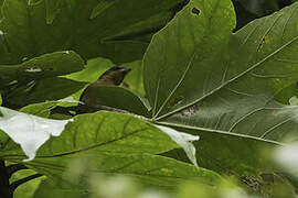 Rufous-crested Tanager